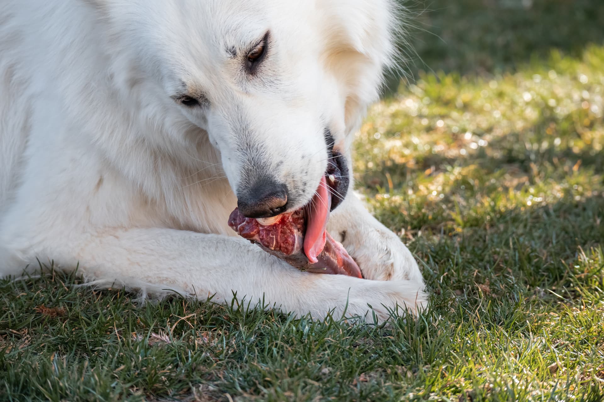 Chien qui mange de la viande