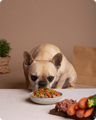 Chien mange a une table