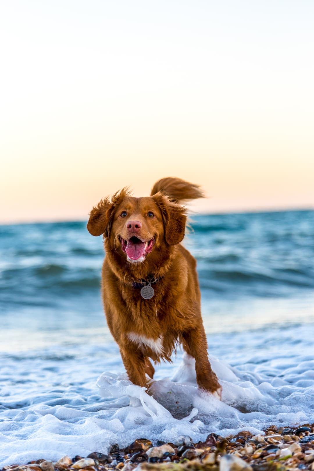 chien qui cours sur la plage