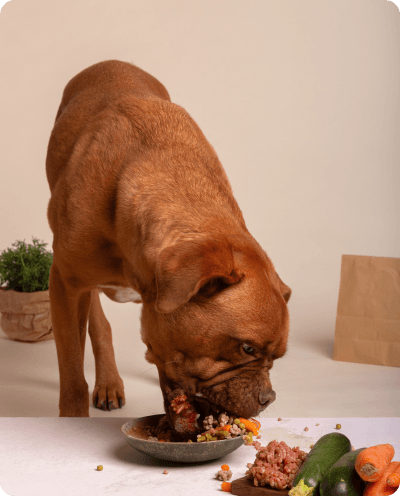 Chien mange a une table